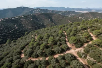 Lush landscape view of Collserola Park showcasing trails and greenery